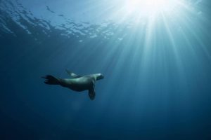 Underwater-Seal-vs2